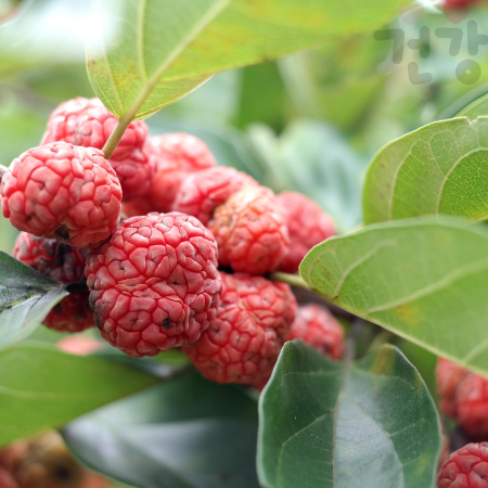 꾸지뽕 효능, 꾸지뽕열매 먹는법, 즙